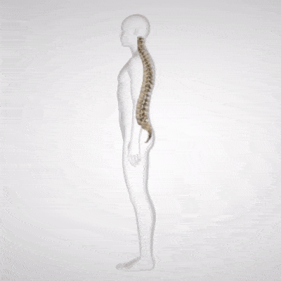 Pain Relief Back Belt